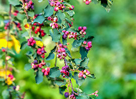 Wildobst – besondere Geschmackserlebnisse aus dem eigenen Garten