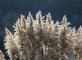 7 Pflanzen, die auch im Winter toll aussehen