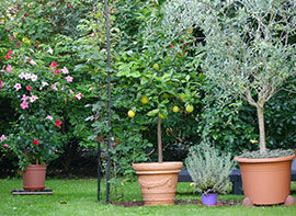 Zu Gast beim Zitronendoktor