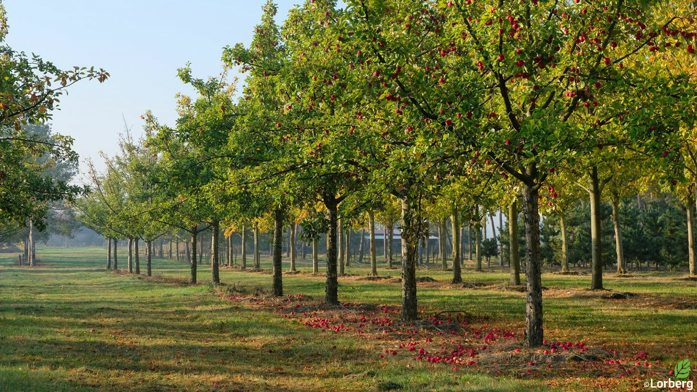 Wie pflanze ich einen Obstbaum richtig?