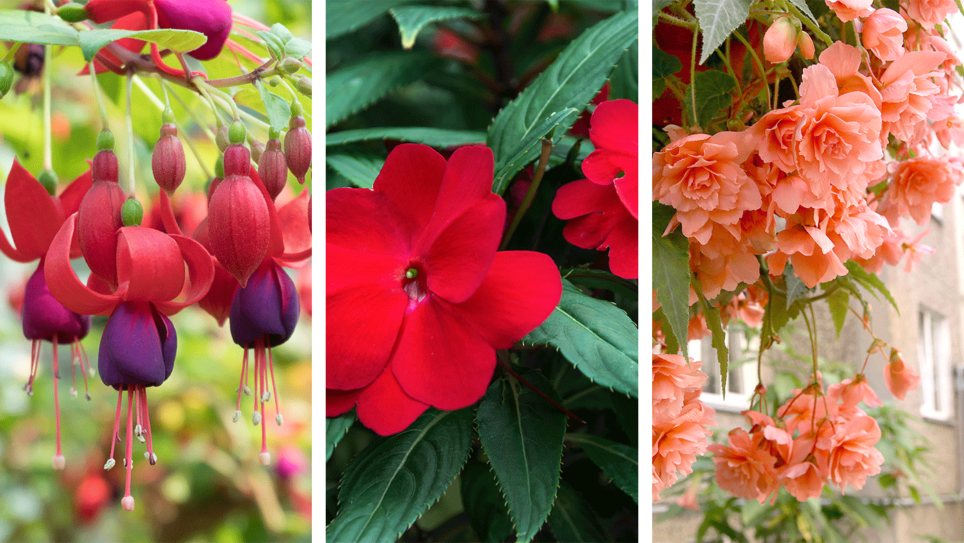 Die schönsten Hängeblumen für den Sommer
