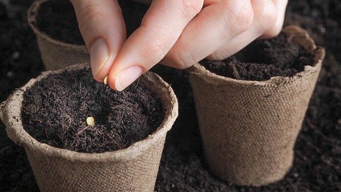 Welche Samen eignen sich für meinen ersten Gemüsegarten?