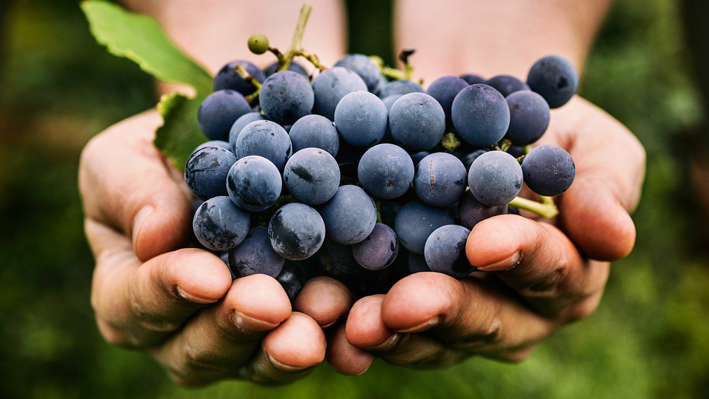 Weintrauben in Händen